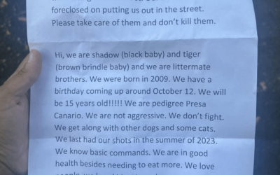 Senior Dogs Tied To Shelter Fence With Agonizing Letter From Homeless Owner